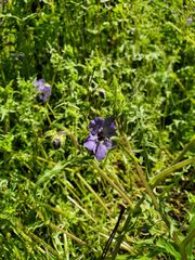 Pholistoma auritum auritum