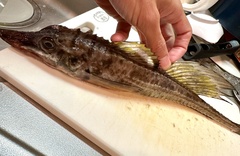 Sail-Fin Poacher photo 2