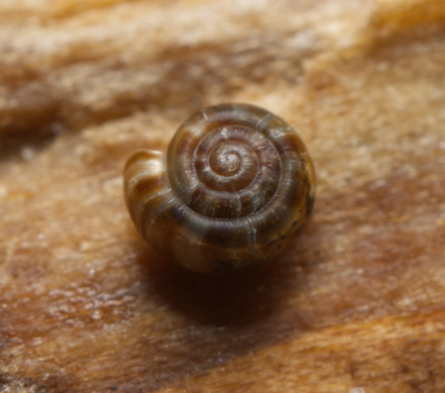 Diemenoropa kingstonensis observed 2024-01-07