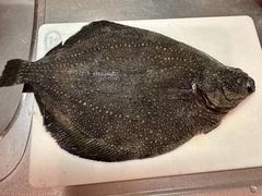 Roughscale Sole photo 3
