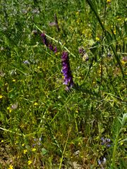 Vicia villosa villosa