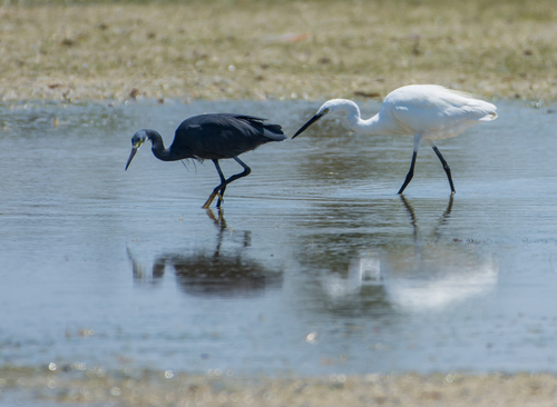 Dimorphic Egret