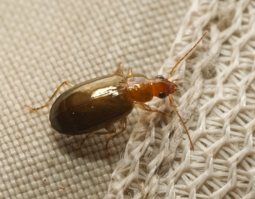 Dystrichothorax