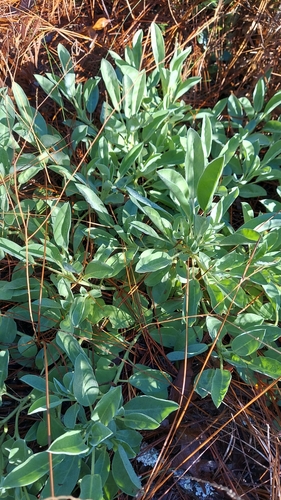 Image of Lupinus ocalensis by (c) Athena Philips, some rights reserved (CC BY)