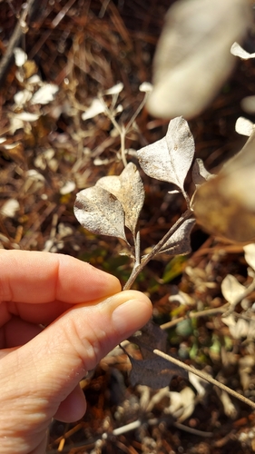 Image of Buckroot (Pediomelum canescens) by (c) Athena Philips, some rights reserved (CC BY)