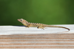 Anolis sabanus