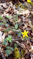 Ranunculus hispidus hispidus