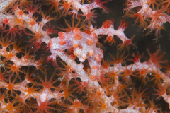 Hippocampus bargibanti