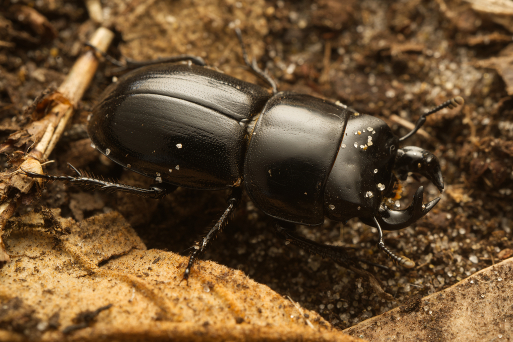 Lissotes politus