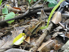 Incilius canaliferus