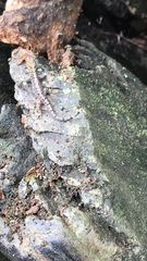 Gonatodes caudiscutatus