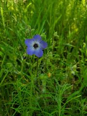 Pholistoma auritum auritum