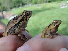 Incilius canaliferus