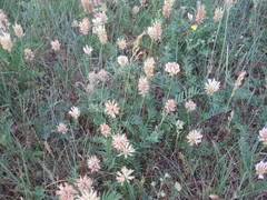 Astragalus inopinatus