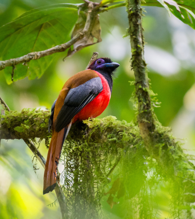Diard's Trogon (Harpactes diardii) photo