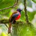 Diard's Trogon - Photo (c) Alan Dahl, some rights reserved (CC BY-NC-ND), uploaded by Alan Dahl