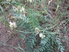 Astragalus inopinatus