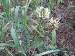 Astragalus inopinatus