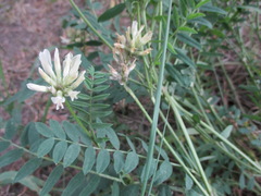 Astragalus inopinatus