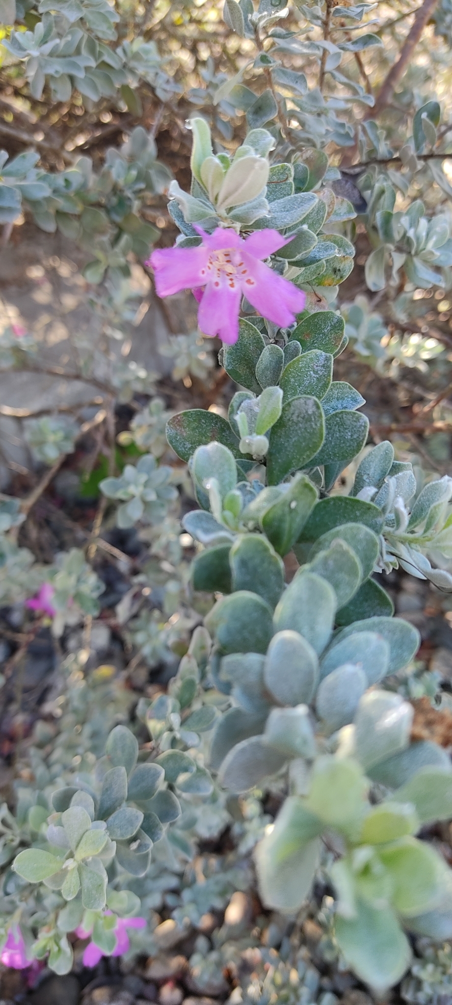 Imagem de Sálvia-do-Texas