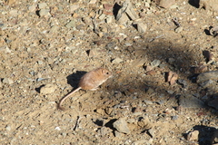 Chaetodipus fallax anthonyi