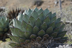 Agave sebastiana