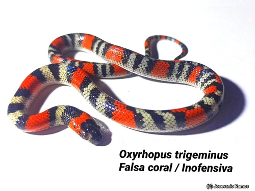 Brazilian False Coral Snake
