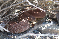 Crotalus ruber exsul