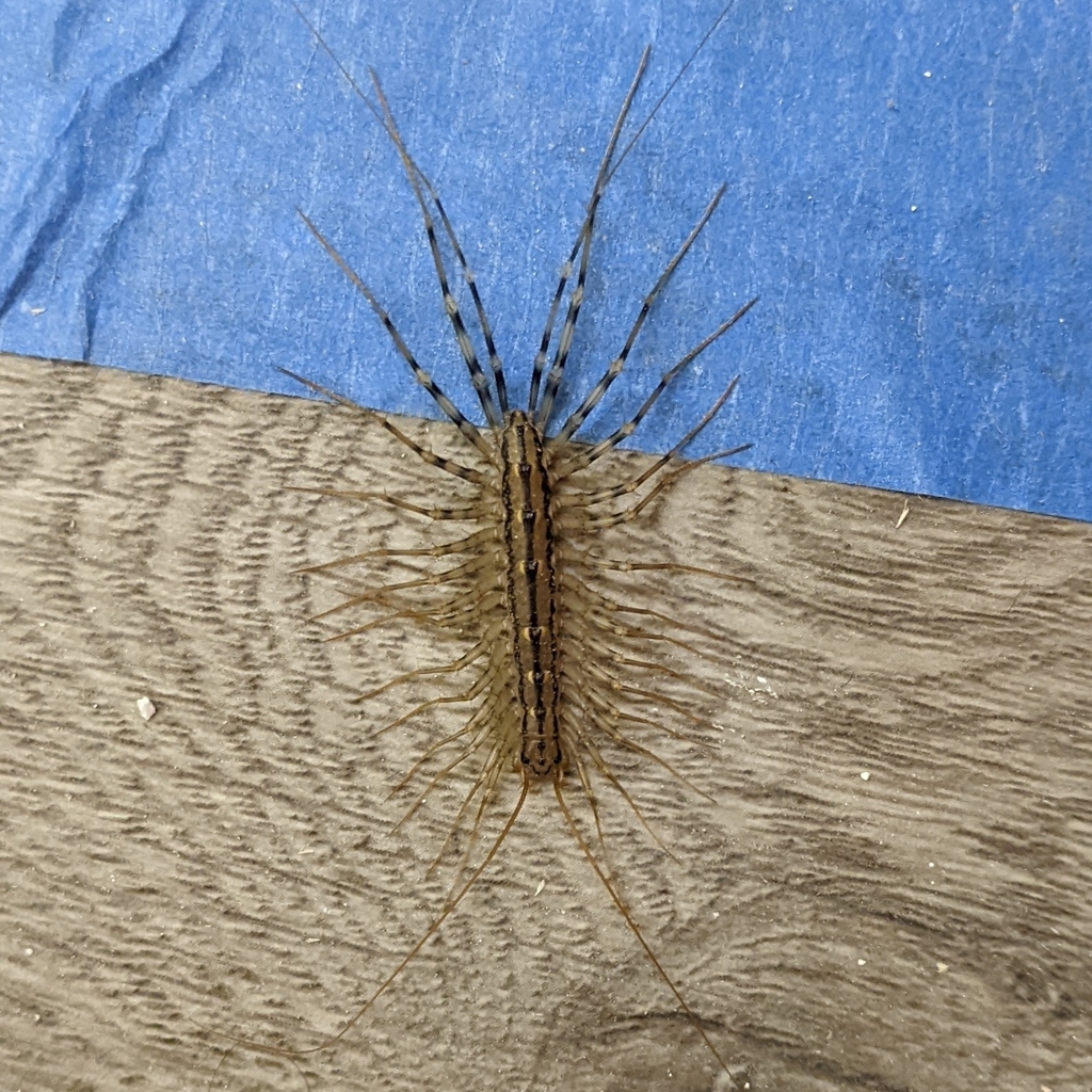 House Centipede in January 2024 by Penguin · iNaturalist