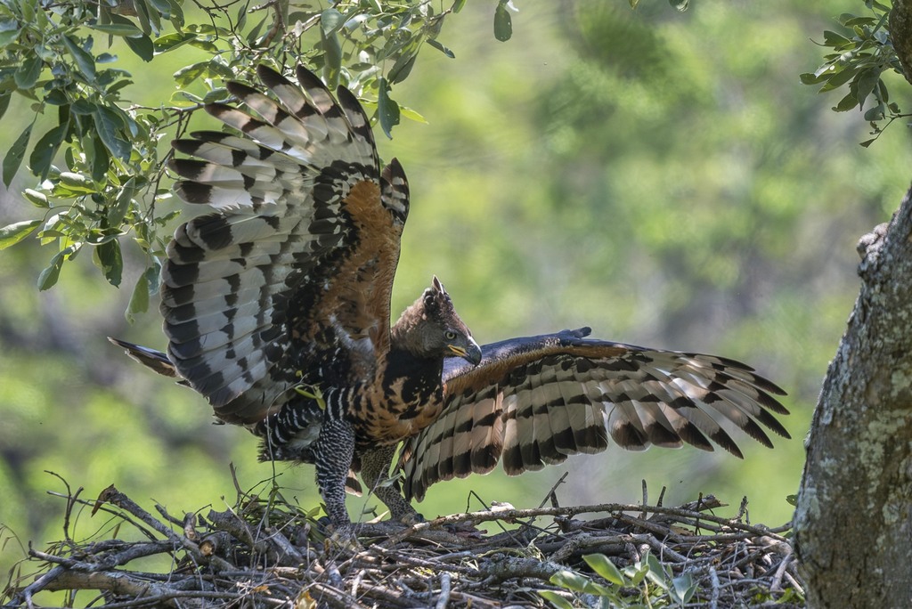 [https://www.inaturalist.org/observations/196281680] Crowned Eagle ...