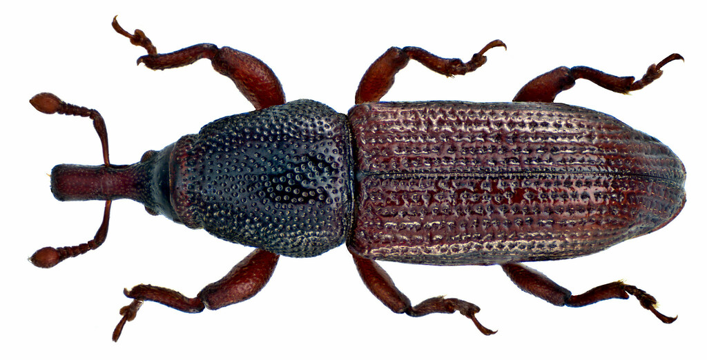 European Wood Weevil