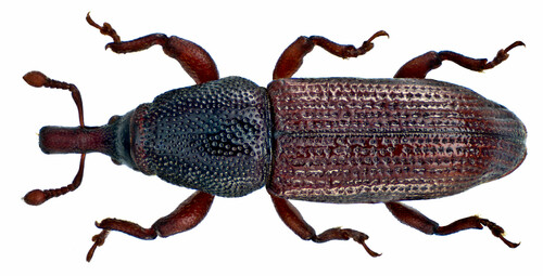 European Wood Weevil