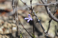 Carlowrightia parviflora