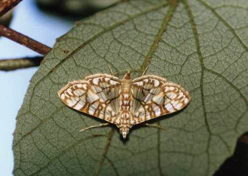 Variegated Pearl