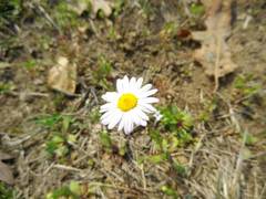 Astranthium ciliatum