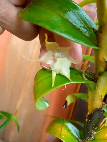 Aeranthes tricalcarata H.Perrier 2