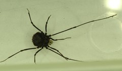 Dendrolasma mirabile