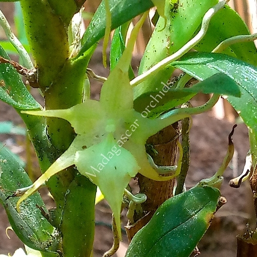 Aeranthes tricalcarata H.Perrier 3