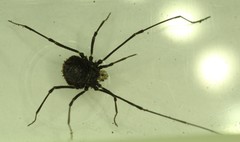 Dendrolasma mirabile