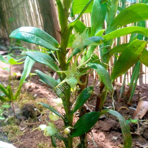 Aeranthes tricalcarata H.Perrier 4