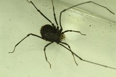 Dendrolasma mirabile
