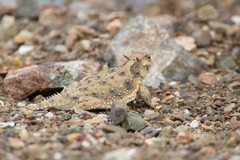 Phrynosoma cerroense