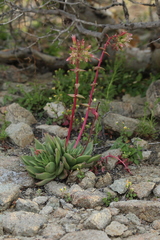 Dudleya cochimiana