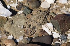 Phrynosoma cerroense