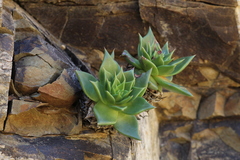 Dudleya cochimiana