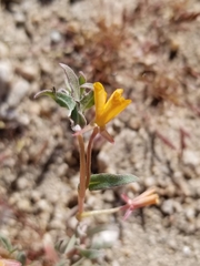 Camissoniopsis pallida