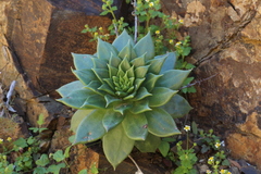 Dudleya cochimiana