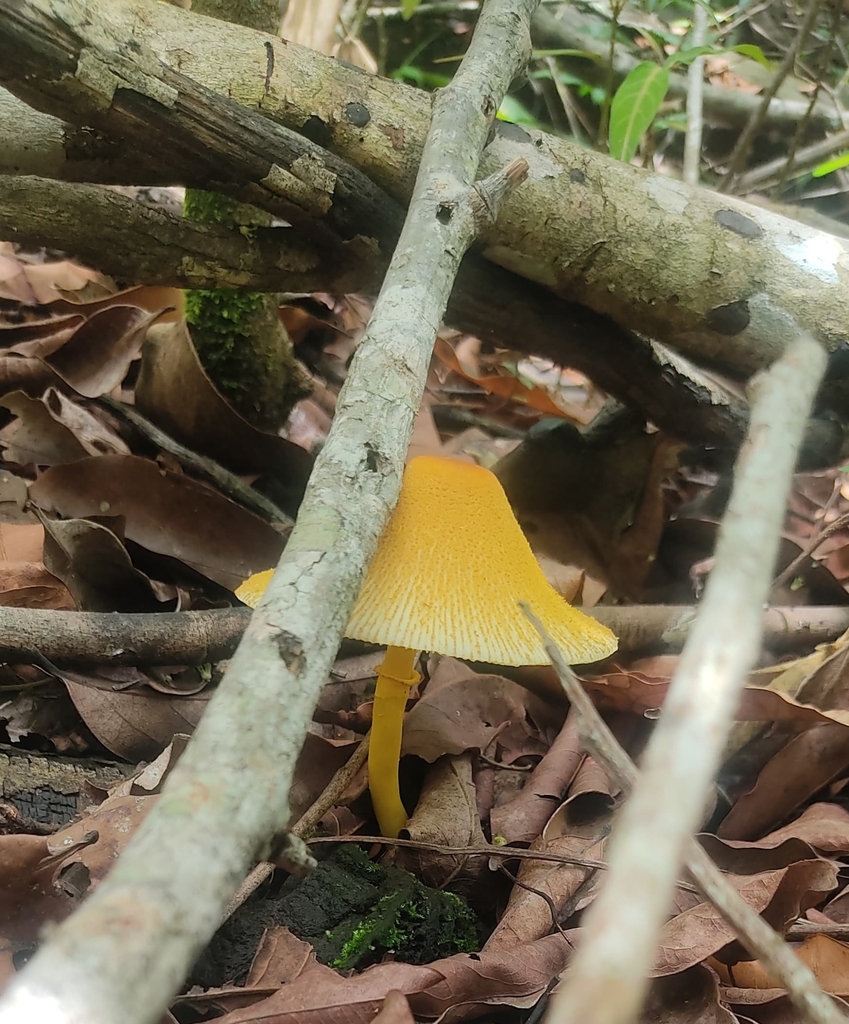 Leucocoprinus brunneoluteus · January 2024 · photo: © rafapsilva (iNaturalist, cc-by-sa)