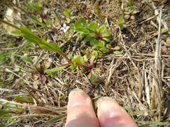 Astranthium ciliatum