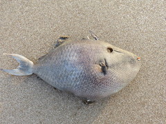 Odonus niger